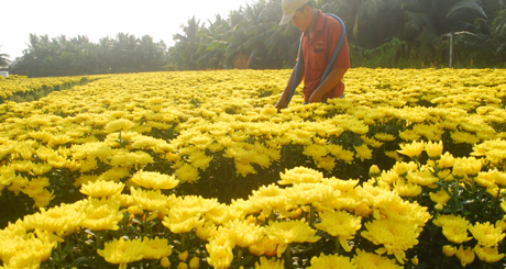Người trồng chăm sóc hoa trước khi bán cho thương lái.