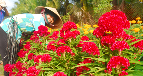 Làm đẹp hoa mào gà.