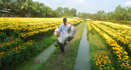 Vận chuyển hoa ra đường.