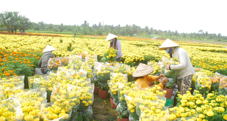 Người trồng tích cực bó hoa giao cho thương lái.