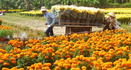 Vận chuyển hoa.