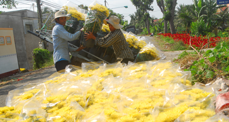 Tập kết hoa ra ven lộ.