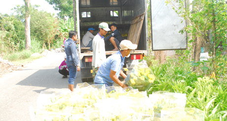 Vận chuyển hoa lên xe.