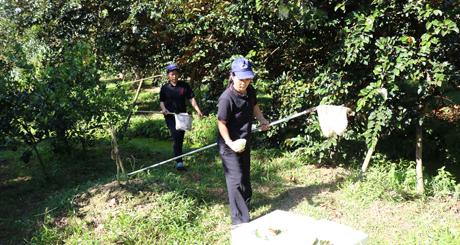 Nhân viên Công ty TNHH sản xuất, chế biến nông sản Cát Tường chọn lựa trái vú sữa tại vườn.