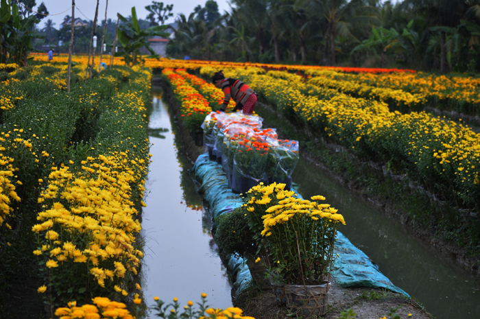 Những rẫy hoa sắp chuyển cho thương lái ( Được chỉ dịp Tết trồng hoa, còn những tháng còn lại Rẫy này được trồng bắp, rau,...)