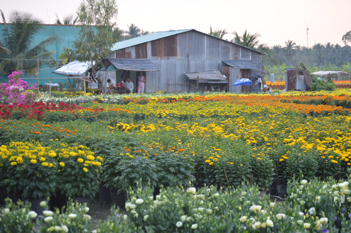 Căn nhà chơi vơi giữa cánh đồng Hoa.