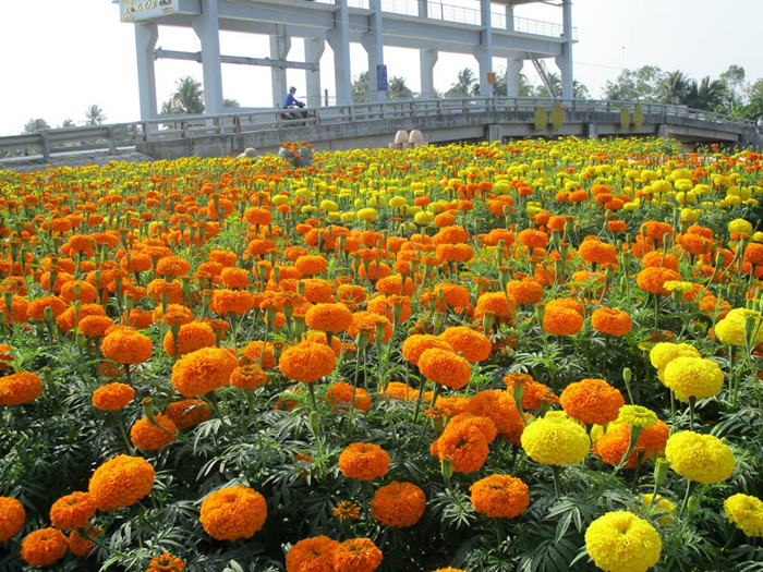 Điểm trồng hoa tại cống ngăn mặn tại xã Cẩm Sơn, Cai Lậy.