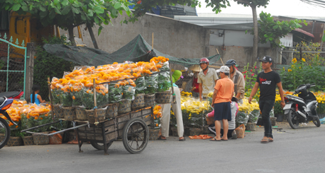 Người trồng tiếp tục mang hoa ra bán chiều 30 tết.