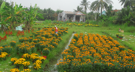 Ruộng hoa vẫn còn khá nhiều hoa.
