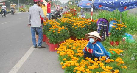 Bày bán hoa ở Quốc lộ 50.