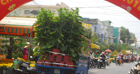 Hoa hướng dương tiếp tục chở vào chợ hoa vào sáng 30 tết.