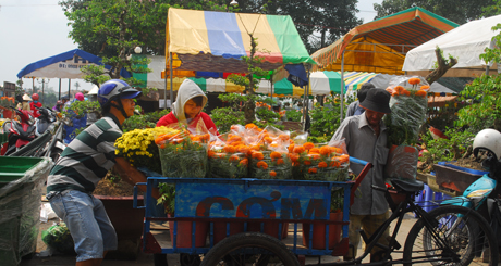 Người dân mua hoa vạn thọ.