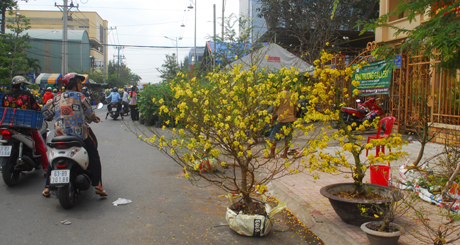 Mai vàng hạ giá vào chiều 30 tết.