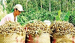 Nhãn Việt Nam sắp được xuất sang Australia