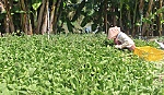 Cải thìa giá 