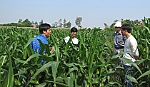 Chuyển đổi cây trồng gắn với kết nối doanh nghiệp