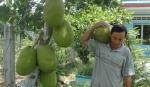 Nghĩ về nền nông nghiệp 