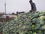 Rau củ thu hoạch đổ bỏ, Bộ NN-PTNT yêu cầu kiểm tra