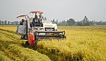 Lúa thơm, chất lượng cao 