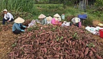 Vị 