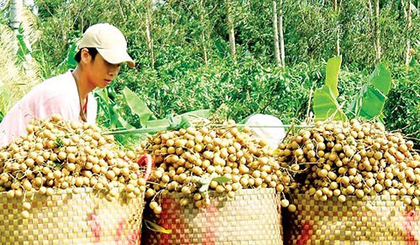 Thương lái thu mua nhãn ở ĐBSCL.