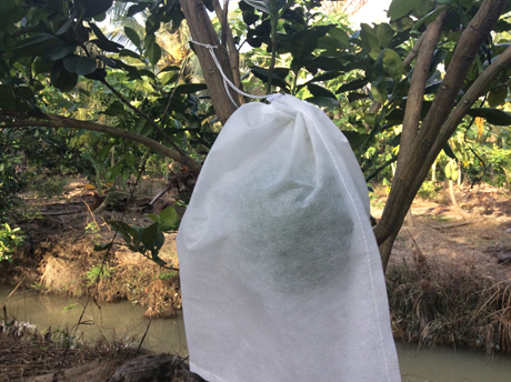 Diện tích trồng bưởi da xanh cũng tăng nhanh.