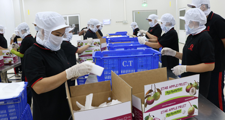 Đóng thùng vú sữa xuất khẩu đi Hoa Kỳ.