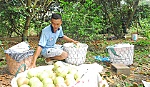 Chấn chỉnh để giữ thương hiệu cho vú sữa xuất khẩu