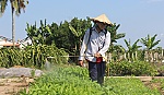 Chuyện về cử nhân khởi nghiệp với rau 