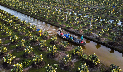 Trồng thanh long theo tiêu chuẩn GAP tại Nông trại Cát Tường.