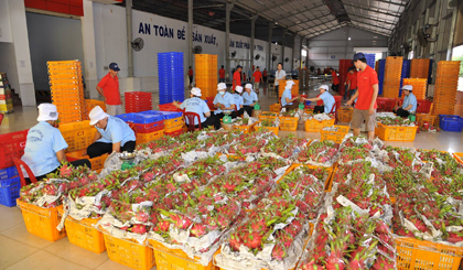 Trái thanh long góp phần quan trọng vào kim ngạch xuất khẩu nông sản.