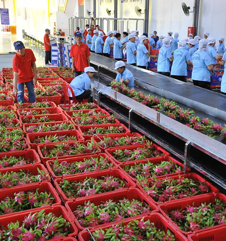 Thu mua thanh long tại Công ty 