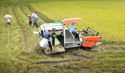 Đến nay, Tiền Giang đã thu hoạch trên 1,3 triệu tấn lúa mỗi năm. Ảnh: Lập Đức
