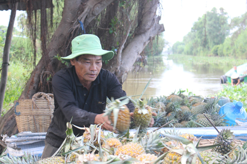 Cây khóm đã gắn bó với chặng đường gần 25 năm thành lập huyện Tân Phước. Ảnh: MINH THÀNH