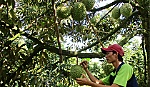 Nhân rộng các mô hình hiệu quả