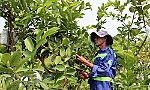 Biến bãi rác ô nhiễm thành vườn cây công nghệ cao