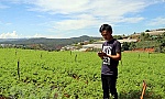 Nông dân trẻ làm vườn từ xa bằng... điện thoại thông minh