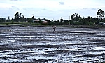 Kéo dài thời gian xuống giống lúa hè thu