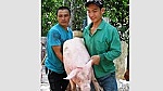 ĐBSCL: Giá heo hơi tăng mạnh