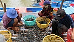VASEP khuyến cáo người nuôi tôm không nên 