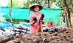 Nông dân trồng khoai mỡ bội thu