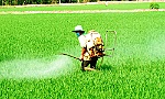 Nhiều diện tích lúa xuân hè nhiễm sâu, bệnh