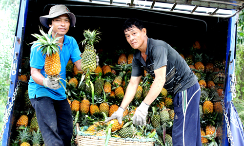 Người trồng khóm lao đao vì giá giảm mạnh.