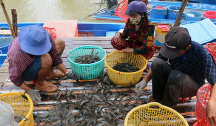 Thu hoạch tôm càng xanh ở xã Vĩnh Hòa, huyện U Minh Thượng. Ảnh: Lê Huy Hải/TTXVN