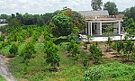 Cây ăn trái đang 