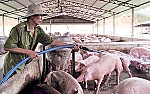 Giá thịt heo 