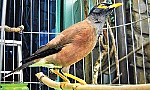 Nghệ thuật nuôi sáo kiểng vùng Gò Công