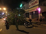 Cây xanh bật gốc trên QL60 - TP. Mỹ Tho