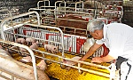 Người nuôi không còn 