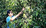 Phát triển kinh tế vườn trên huyện cù lao